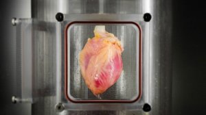 В Гарварде вырастили человеческое сердце целиком