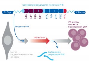 "Мерк" сделала технологию омоложения клеток безопасной