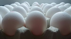 Яичная скорлупа делает биопластик прочнее