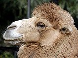 В зоопарке Уфы из клетки выбралась злая медведица, а верблюд сбежал в город
