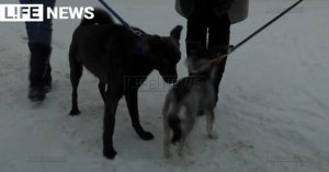 В Кузбассе спасённого волонтёрами пса съели на обед новые хозяева