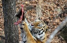 Новый руководитель Московского зоопарка объявил мораторий на увольнения сотрудников