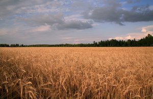 Якутские ученые вывели новый сорт озимой ржи