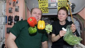 Экипаж МКС будет выращивать в космосе китайскую капусту