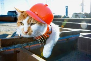 В России начали трудоустраивать котов.