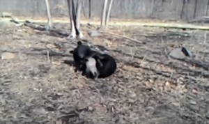 Медведь и барсук подружились в Приморском сафари-парке, где живут знаменитые Амур и Тимур