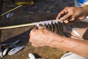 В рыбе обнаружили разрушающие иммунитет человека вещества