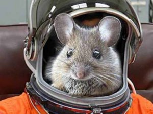Мыши вернулись из космоса с поврежденной печенью