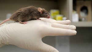 У мышей, которые провели две недели в космосе на космическом корабле "Атлантис", обнаружены повреждения печени