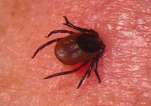 В России отмечается аномальная активность клещей