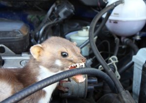 The Daily Mail: Большой адронный коллайдер был выведен из строя хорьком