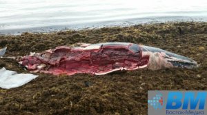 Жители Приморья съели выбросившегося на берег китенка-полосатика