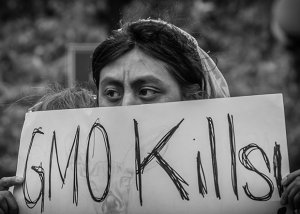 В США опубликован официальный доклад о безвредности ГМО