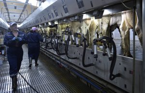 Минсельхоз РФ: повышение закупочных цен на молоко может повысить привлекательность отрасли