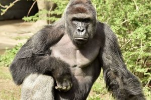 [Не люди] 28 мая в Цинциннати убили Ходора. Почему? "По протоколу". Человечество опять не прошло тест на гуманность