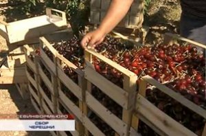 По десять тонн черешни в день собирают в Андреевке под Севастополем