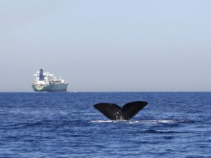 В Средиземном море начались поиски шести  кораблей с оружием для ИГИЛ