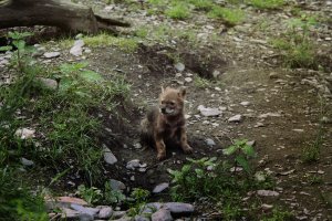 В Кавказском заповеднике пополнение