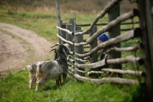 [козлов в огород не пускать] Совфед одобрил запрет иностранцам проводить исследования телеаудитории в РФ