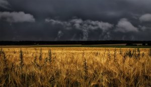 "Диагноз - агрессивен и гибридно неуравновешен. Сестра, готовьте операционную."