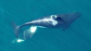 С дрона засняли морского котика, "рисующего" в море картины рыбами