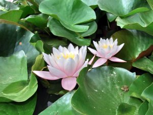Красивейшие цветы распустились в Пятигорске на высоте в 1 километр