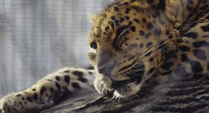 Автомобиль сбил леопарда на трассе в Приморье, водитель скрылся