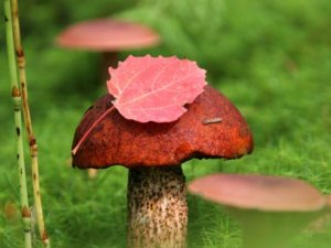 [Пятница] Россияне засолили грибы в ванне элитного отеля в Швейцарии