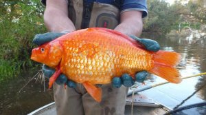 На воле золотые рыбки преобразуются в монстров