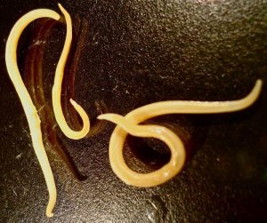 Китай забраковал урожай с Украины