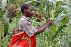 В Африке отказались покупать украинскую кукурузу из-за коррупции