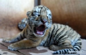 В центре "Хэндаохэцзы" на северо-востоке Китая в этом году родилось более 100 тигрят