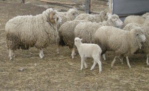 [Крым, 2014 год] Не очень веселая история про Путина, баранов, Крым и незалежность...