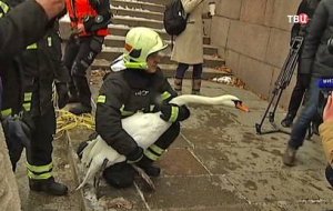 МЧС провели на Патриарших прудах операцию по спасению двух лебедей