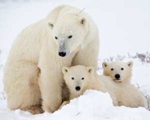 Ученые РФ и США провели первые совместные исследования популяции белых медведей на Чукотке