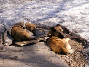 Прокуратура после телепередачи займется волгоградской семьей, 10 лет поедающей собак и кошек