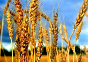 Мадуро: Венесуэла будет закупать зерно в Росси для стабилизации рынка