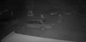 На Дону в автокраже принял участие кот