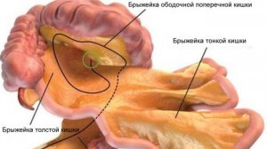 Ученые обнаружили новый орган в теле человека