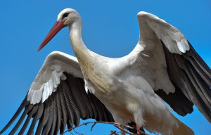 Воронежский зоопарк из-за птичьего гриппа уничтожит 44 вида птиц в своей коллекции