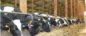 В молочный ГОСТ внесут изменения, предотвращающие фальсификацию продукции