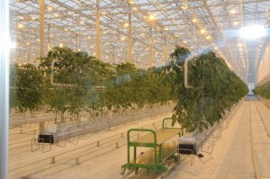 [ФОТО] В Оренбургской области открыли первую очередь тепличного комплекса "Кушкульские теплицы" - 4 га и 1 млрд инвестиций в сельское хозяйство