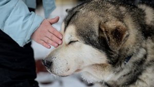 На Алтае собака спасла брошенного на морозе ребенка
