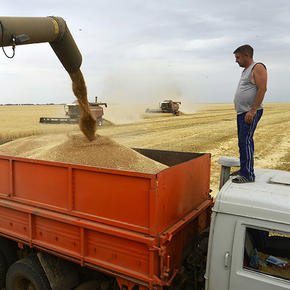 Несмотря на рекордный урожай пшеницы в России есть дефицит высококачественной пшеницы для производства хлеба
