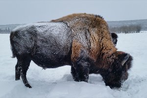 В Якутии лесных бизонов выпустят на волю