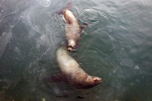 Соседи по морю: как люди и сивучи делят одну акваторию