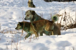 В Махачкале стая бродячих собак разорвала 9-летнюю девочку.