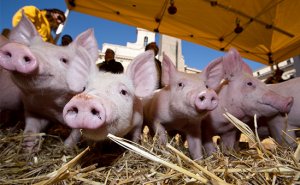 ВТО отклонила апелляцию России на решение по торговому спору с ЕС