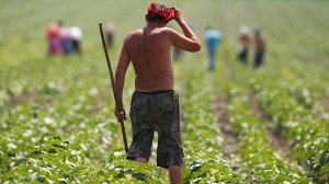 МВФ требует от Киева отменить запрет на продажу сельскохозяйственных земель