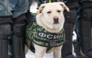 Количество заключенных в России достигло исторического минимума